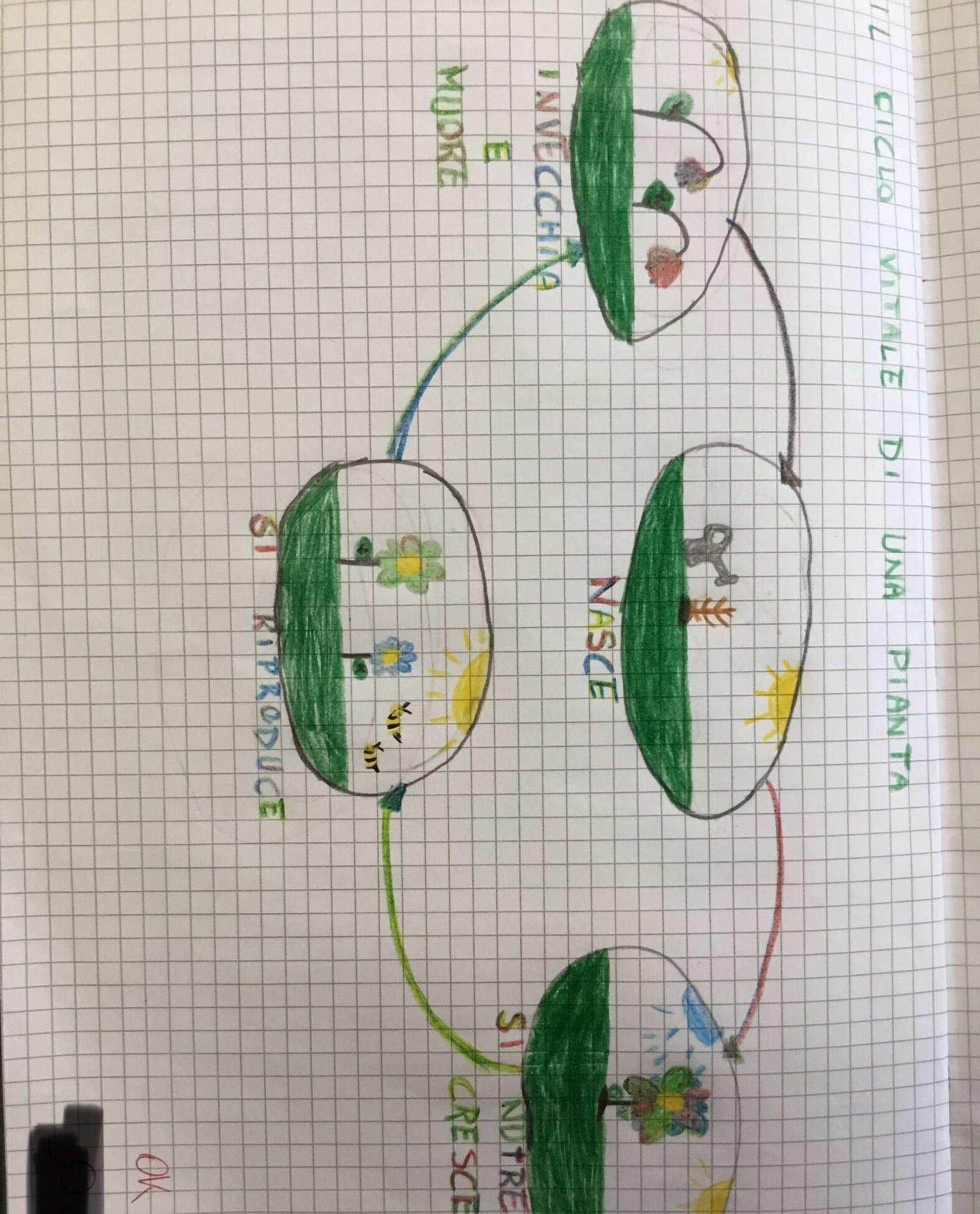 4 Pezzi Kit Del Ciclo Di Vita Delle Farfalle Stili Di Vita Della