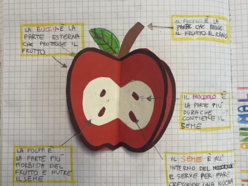IL FRUTTO E IL SEME